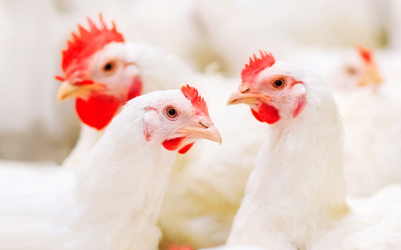 Reino Unido tem novas metas de combate às mudanças climáticas para empresas avícolas