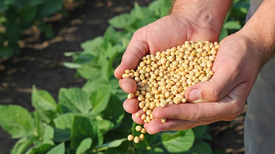 Preços dos grãos: milho e trigo em queda, soja em leve alta