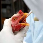 França e Polônia concentram novos focos de gripe aviária
