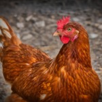 Ondas de calor causam queda na produção de ovos na França