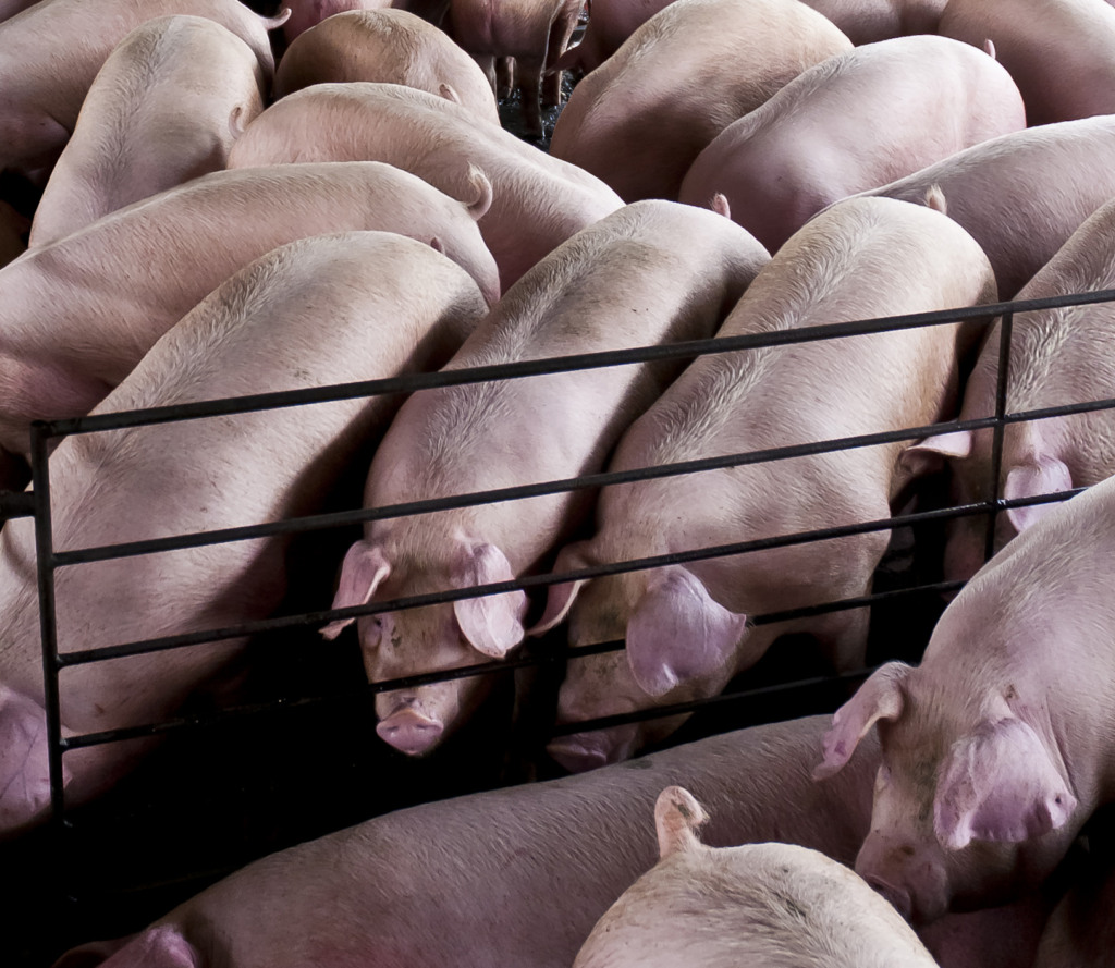 Agroceres PIC lança publicação inédita no Brasil: Guia Valor Máximo de Carcaça