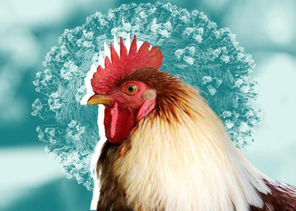 Surto de Gripe Aviária H5N1 em Odisha, Índia, Leva ao Sacrifício de Milhares de Frangos Surto de Gripe Aviária H5N1 em Odisha, Índia, Leva ao Sacrifício de Milhares de Frangos