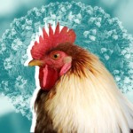 Influenza aviária: Europa registra avanço em aves selvagens e primeiro caso humano de H9N2