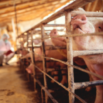 Suinocultura no Reino Unido enfrenta entraves regulatórios e pressão social