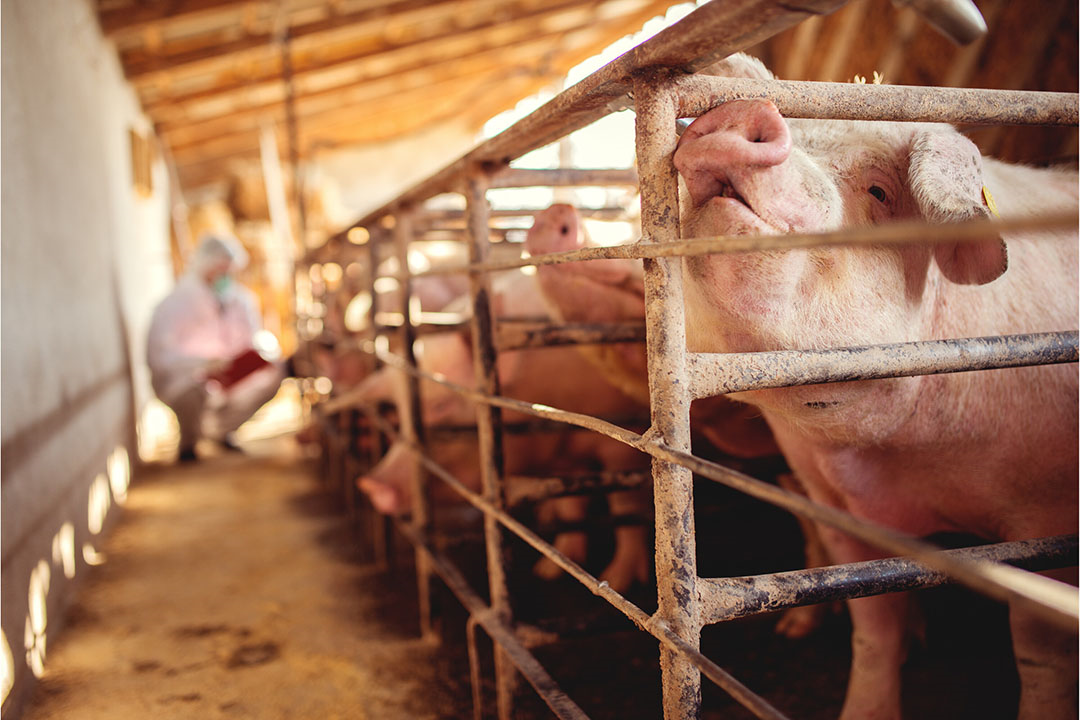 Suinocultura no Reino Unido enfrenta entraves regulatórios e pressão social