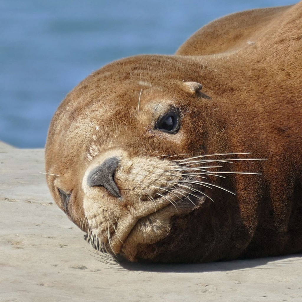 MAPA confirma caso de Influenza Aviária em leões-marinhos no Rio Grande do Sul