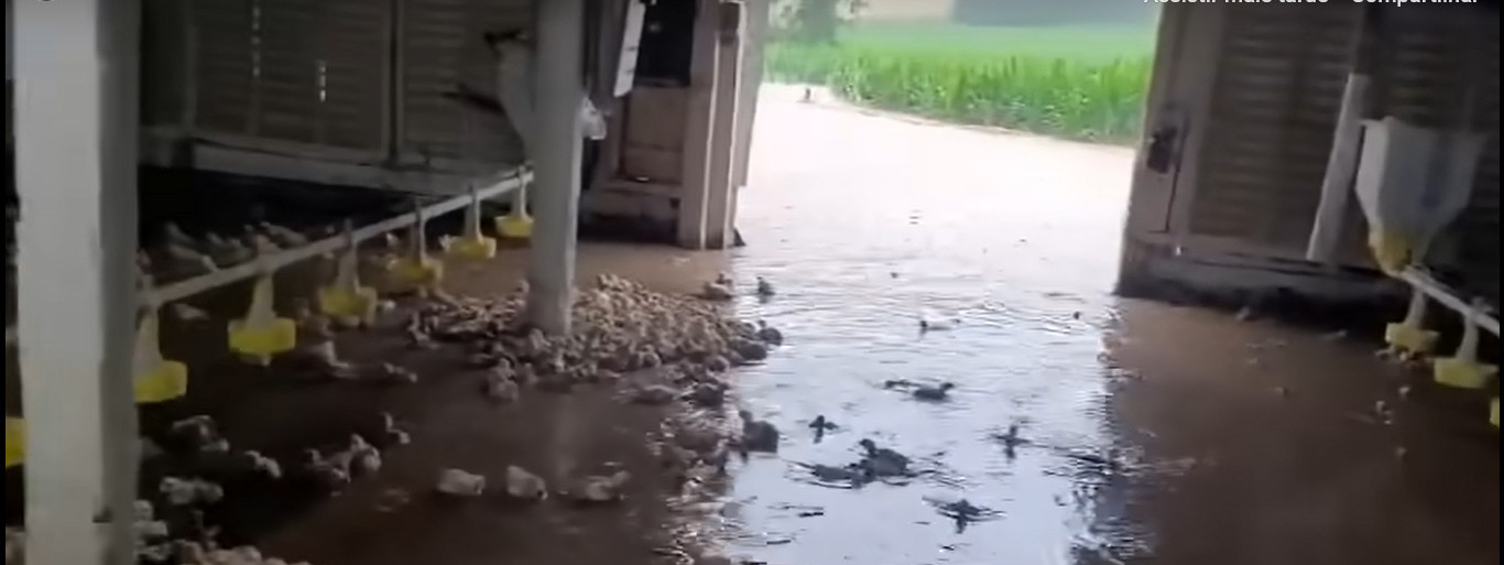 Volume elevado de chuvas provoca inundações em aviários no Paraná Volume elevado de chuvas provoca inundações em aviários no Paraná