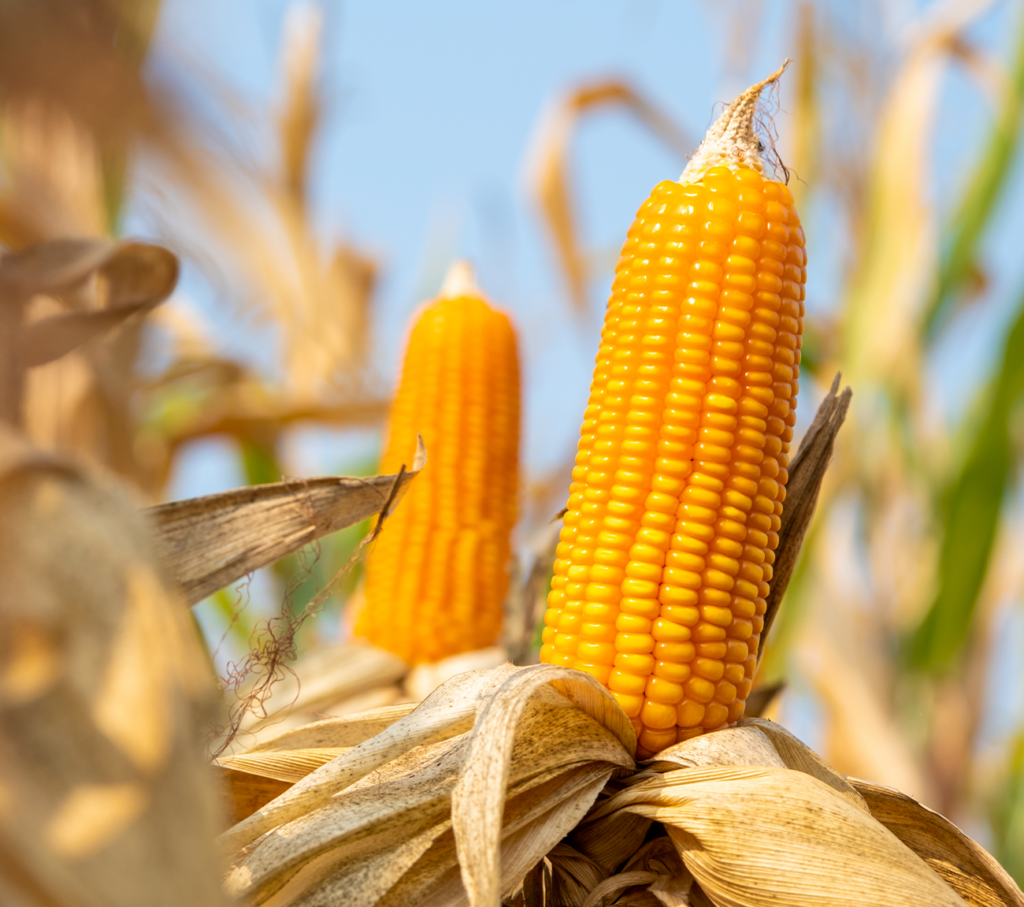 Milho mantém preços firmes no mercado interno impulsionado por retração de produtores e cenário de exportação