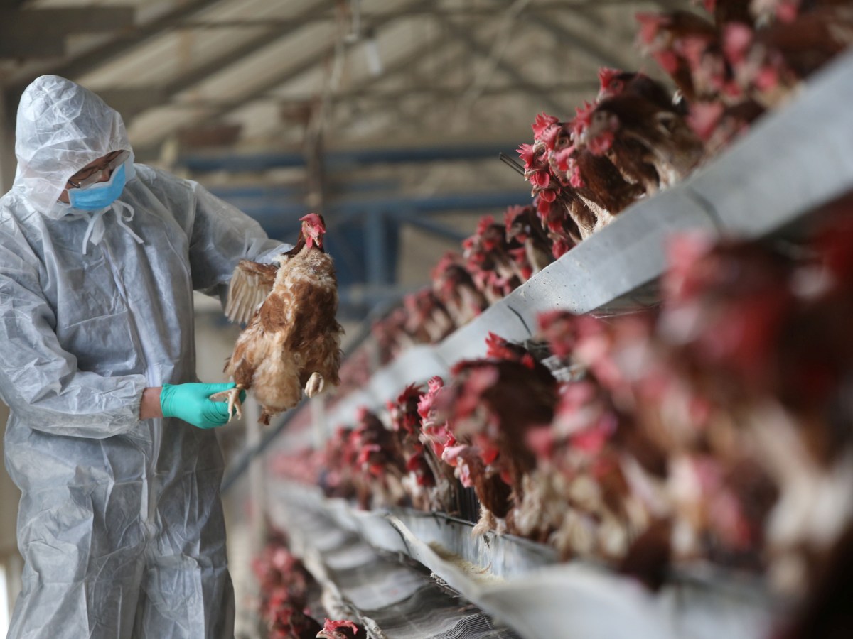 Casos de influenza aviária na Argentina e no Uruguai ampliam alerta sanitário no Brasil