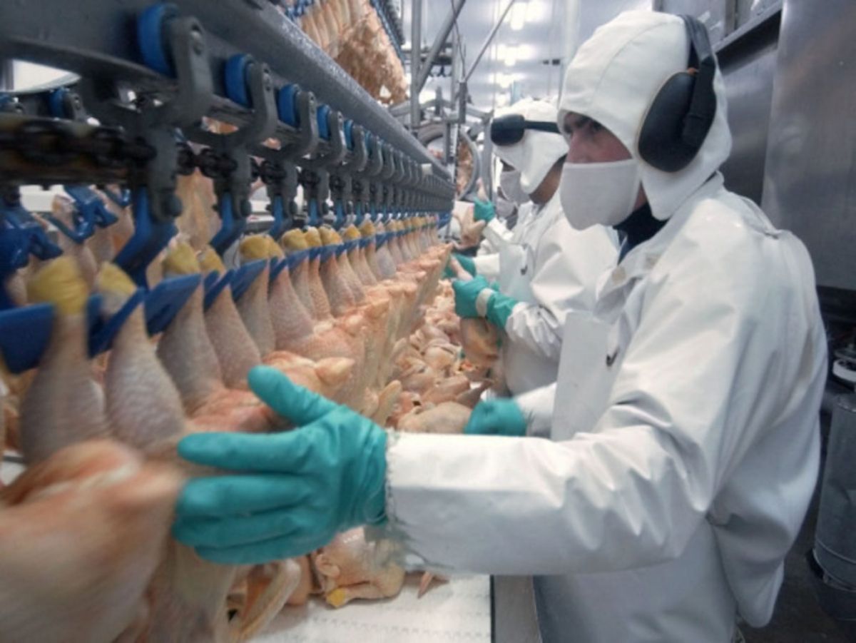 49,31 milhões de cabeças de frangos foram abatidas no terceiro trimestre de 2023
