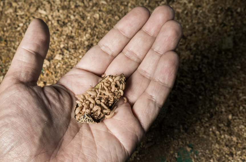 Tyson Foods anuncia investimento estratégico com startup de proteína de insetos