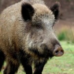 Erro em mapa da PSA provoca suspensão temporária da carne suína espanhola