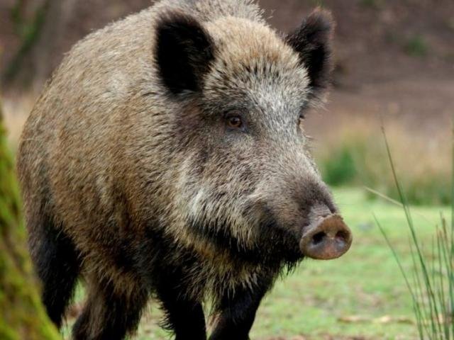 Sobe para 13 o número de Javalis com Peste Suína na Espanha e UE amplia zona de restrição