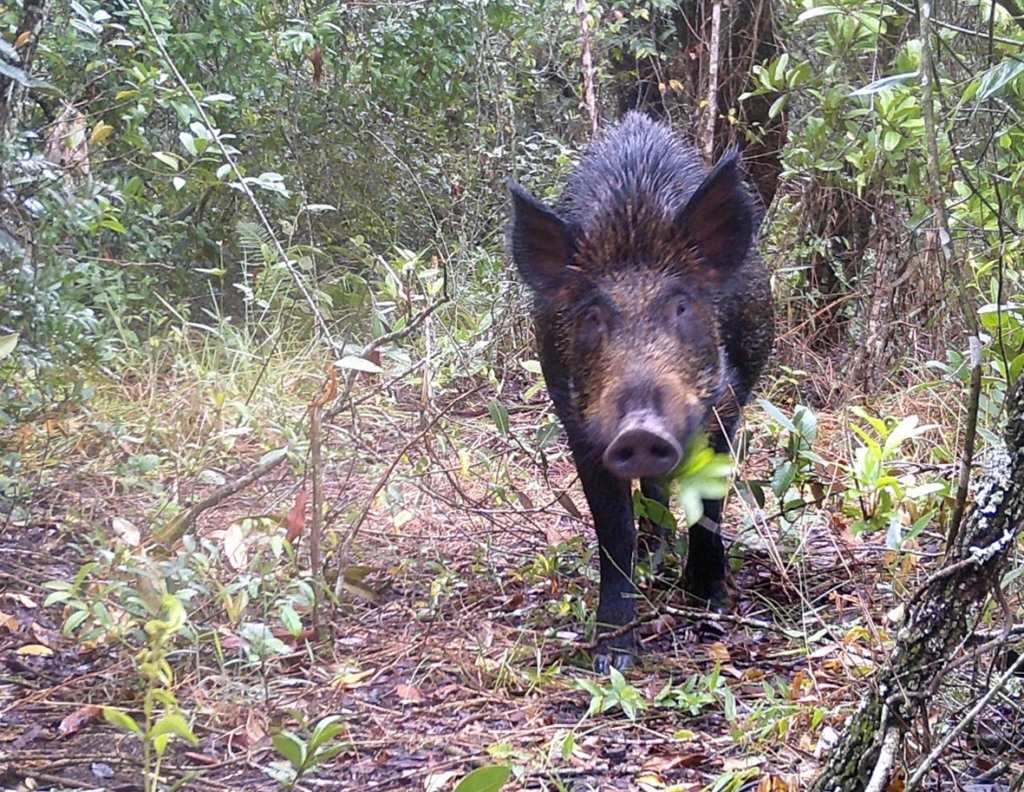 Governador de Minas Gerais sanciona lei de “Guerra ao Javali”: autoriza abate ilimitado da espécie invasora