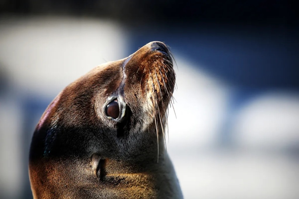 Santa Catarina registra a primeira morte de Leão-Marinho por Gripe Aviária