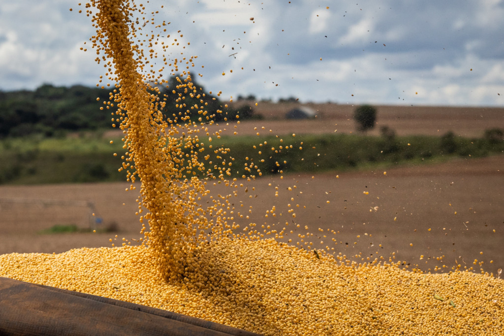 Produção de grãos 24/25 atinge recorde histórico de 350,2 milhões de toneladas