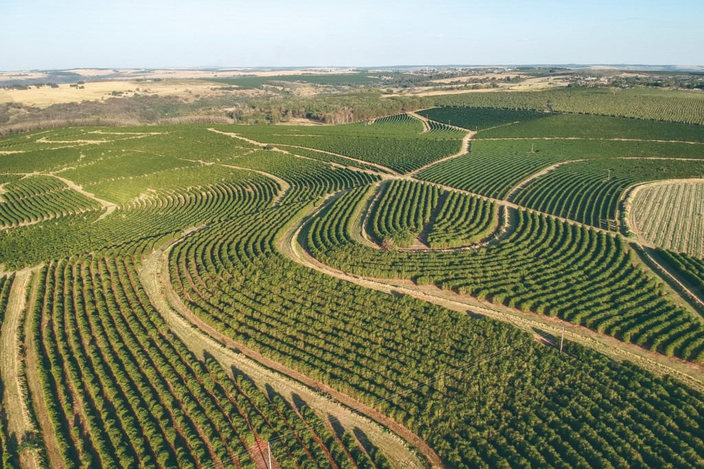 Conab realiza atualização abrangente dos custos de produção em 2023: 79 painéis em 11 estados