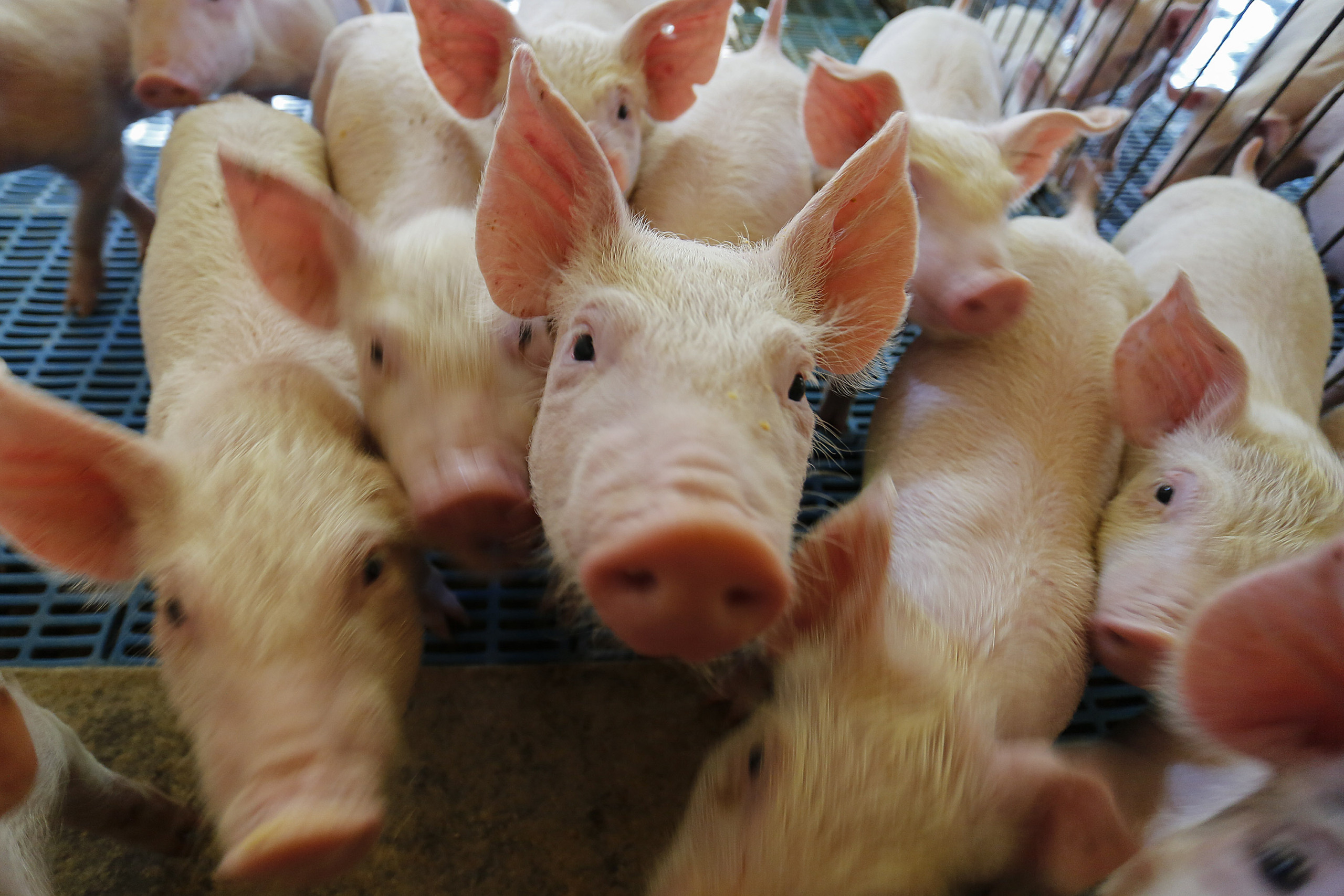 Preços de suínos vivos e carne suína oscilam em março, aponta Cepea Preços de suínos vivos e carne suína oscilam em março, aponta Cepea