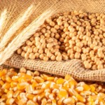 El Niño eleva incertezas na safra 2026/27 e sustenta alta da soja