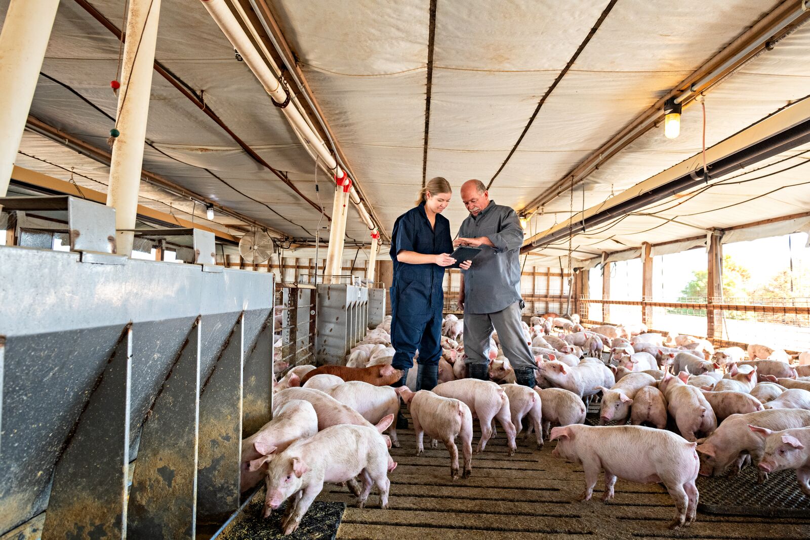 Divisão de Saúde Animal da Boehringer Ingelheim anuncia crescimento de 12,4% no primeiro semestre de 2024