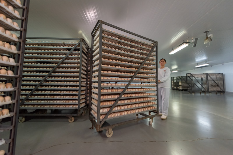 Setor de genética avícola registra crescimento de 75,5% nos embarques em 2023