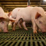 Suinocultura da Ucrânia enfrenta custo bilionário para atender normas da União Europeia
