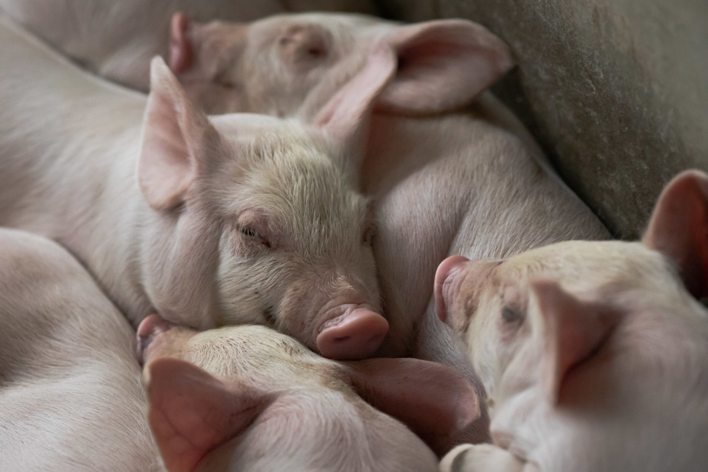 Exportações de carne suína crescem 9,2% em setembro e acumulam alta de 11,4%