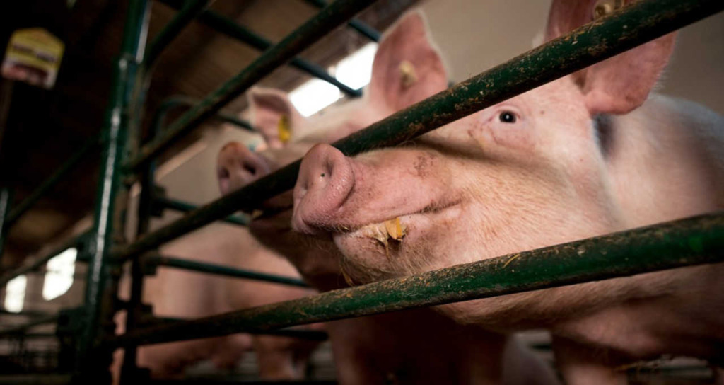 “Efeito Trump” pressiona suinocultura global: Produtores na Tailândia e Canadá temem colapso com novas tarifas