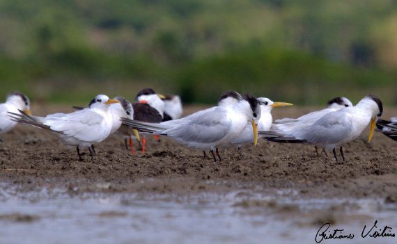 Governo Federal destina R$ 2,5 milhões para combate à gripe aviária em MS