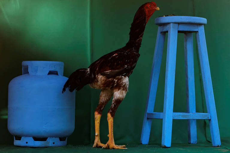 Do corte ao ornamento, conheça mais sobre a raça de galos que podem chegar a mais de um metro