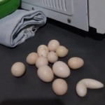 Projeto na Etiópia utiliza ovos em pó para fortalecer nutrição infantil e impulsionar produção avícola local