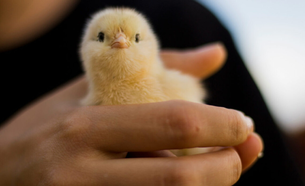 Exportações de genética avícola crescem 5,7% em 2024; receita de agosto é 12,2% maior