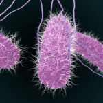 Estudo egípcio alerta para Salmonella multirresistente em frangos de corte
