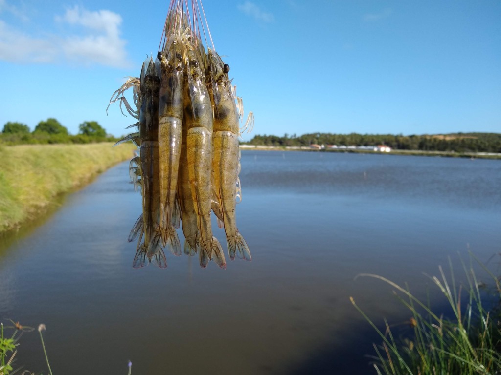 Feira Nacional do Camarão começa nesta terça-feira (14) no Centro de Convenções de Natal (RN) Feira Nacional do Camarão começa nesta terça-feira (14) no Centro de Convenções de Natal (RN)