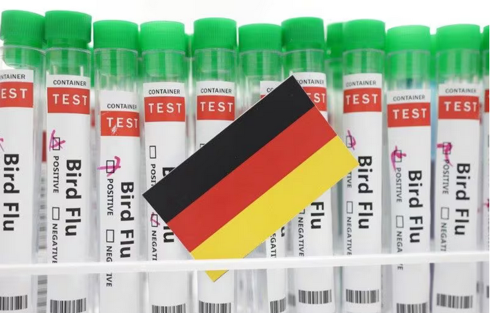Alemanha relata surto de gripe aviária na parte norte do país