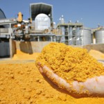 Preços do milho divergem no Brasil: recuo em SP contrasta com altas em regiões produtoras