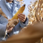 Colheita da safrinha e clima nos EUA pressionam mercado do milho