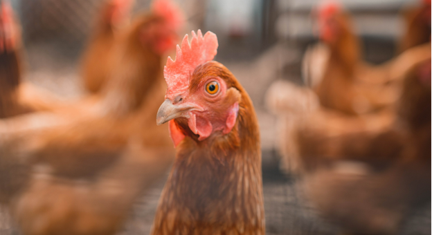 Avanços na resistência à Influenza Aviária em galinhas: descobertas e desafios