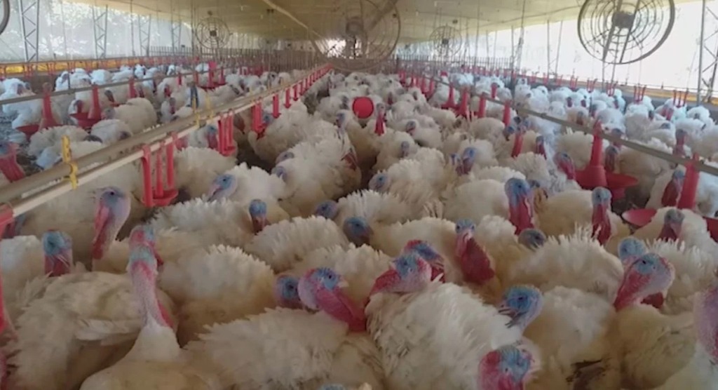 França registra gripe aviária em fazenda de perus em meio à onda de casos na Europa