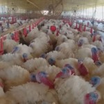 Rússia amplia exportação de peru para a Ásia sob gargalo de ovos férteis
