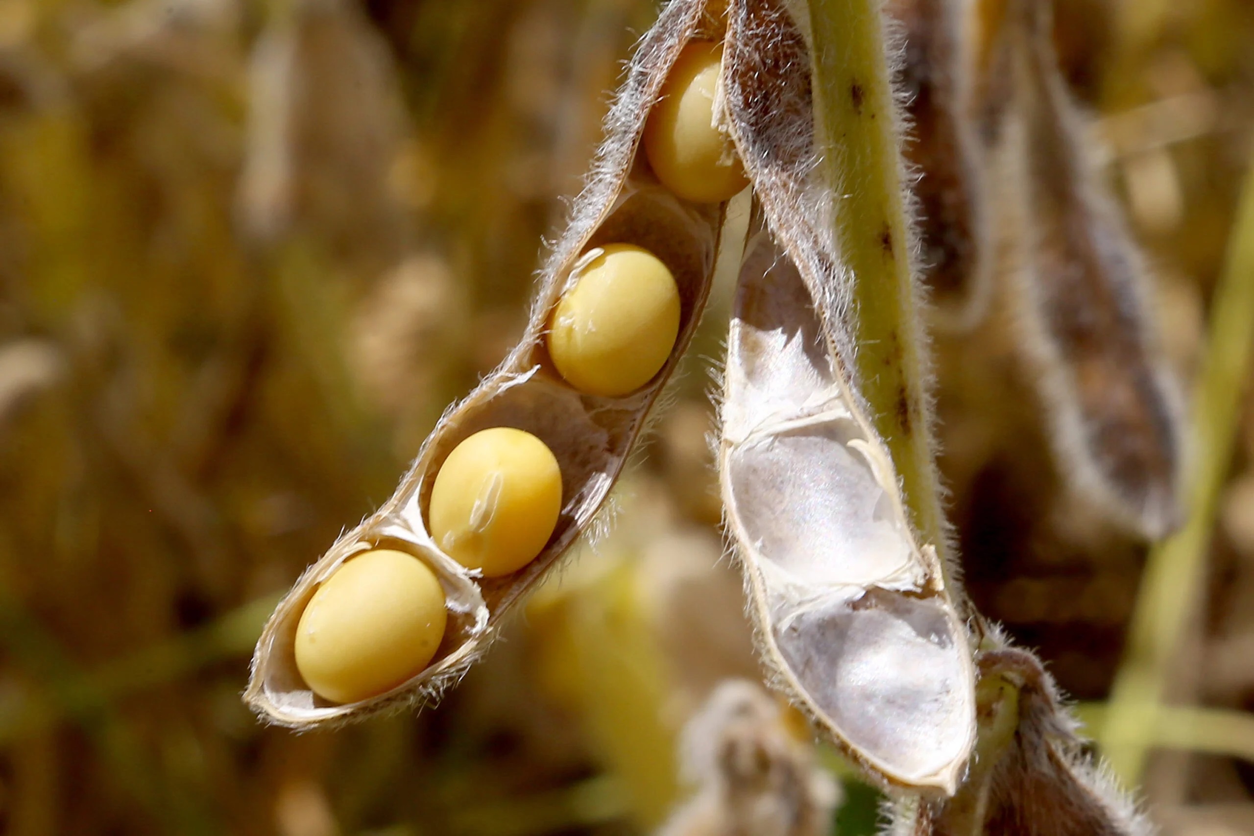 Soja e milho ajudam a derrubar receita agrícola no país em 2023