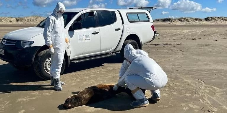 Gripe aviária põe Litoral em alerta no feriado de Finados
