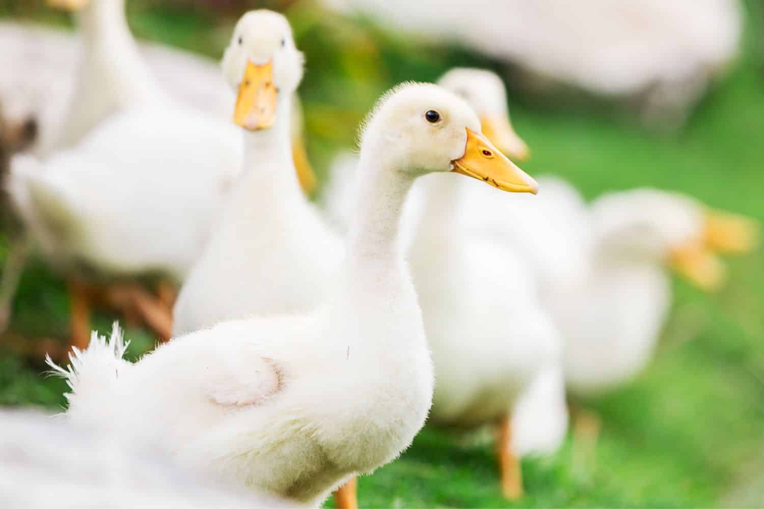 Indiana (EUA) confirma 7 casos de Influenza Aviária em patos em um único dia Indiana (EUA) confirma 7 casos de Influenza Aviária em patos em um único dia
