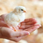 Paraná aprova projeto que proíbe distribuição de animais vivos como brindes e prêmios