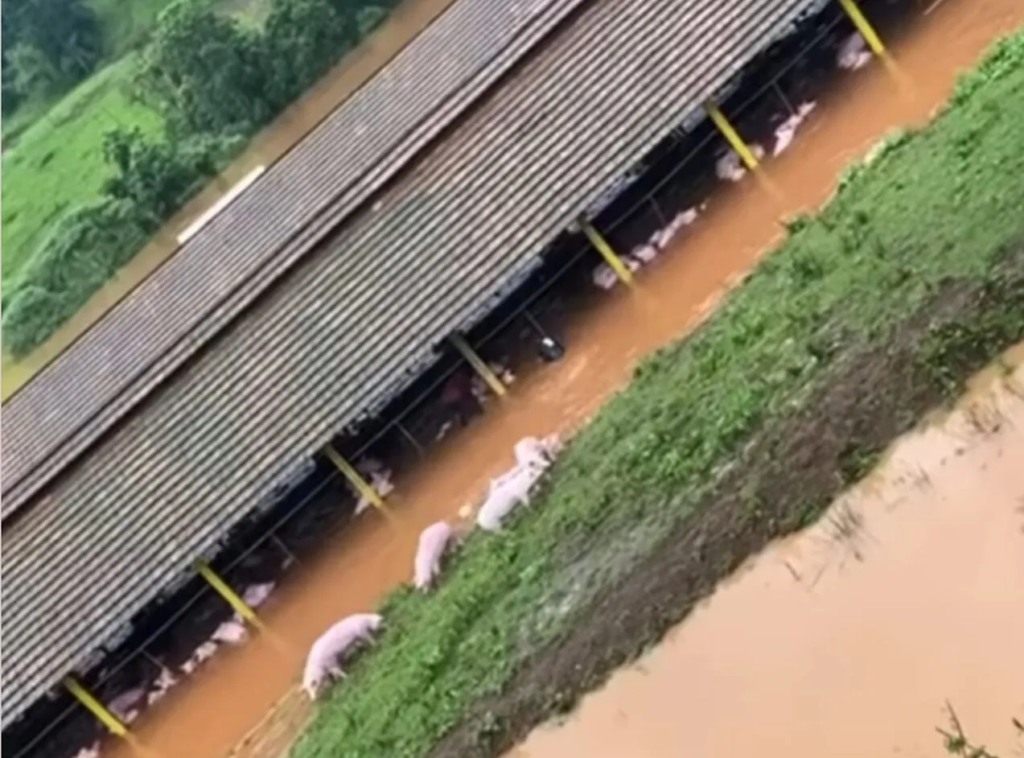 Inundações em Santa Catarina: granja de suínos é afetada, resultando em mortes