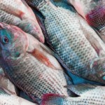 Governo atualiza regras do SENAF e cria Selo Pesca Artesanal para ampliar acesso a mercados
