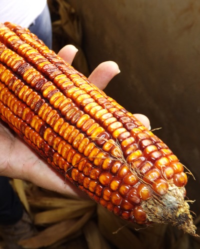 Estudo mapeia variedade genética do milho na América do Sul