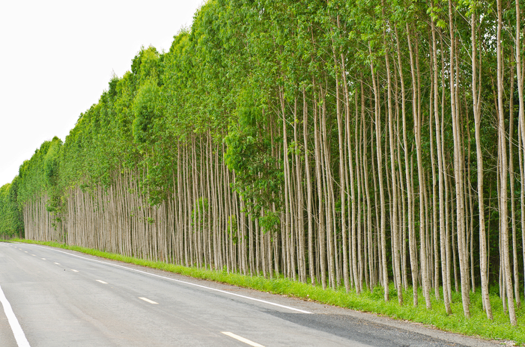 Embrapa fará pesquisa de clones de eucalipto para biomassa em cinco regiões de Mato Grosso