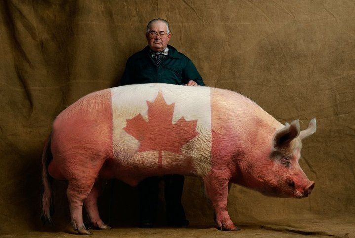 Produtores de carne suína do Canadá solicitam melhor acesso a antimicrobianos
