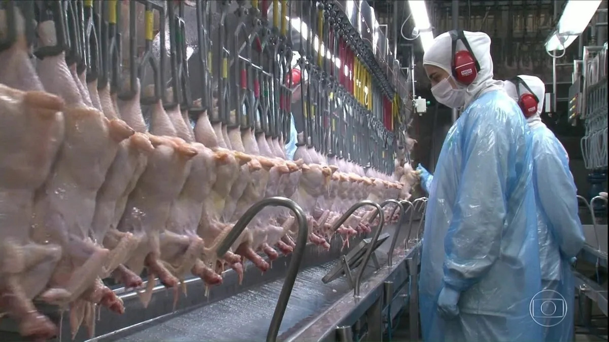 Frango ‘halal’: Conheça o processo de criação e abate de frango que segue preceitos islâmicos